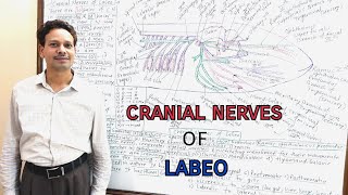 Cranial Nerves of Labeo Rohita