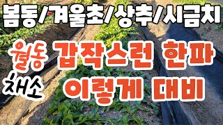 월동채소(봄동 겨울초 월동춘채 월동상추 월동시금치)겨울한파대비방법 월동상추겨울나기 월동채소겨울한파대비하기