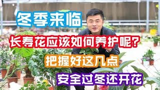 冬季长寿花应该如何养护呢？把握好这几点，安全过冬还开花