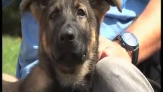 Police dog puppies - BBC Spotlight 3 - First Training