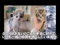 子猫】 トレーラーハウスの駐車場で、助けを求めて鳴いていた子猫達。子猫達は幼い頃からとっても人間好きで いつも人間のことを追いかけてる姿に心が温まる