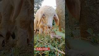 সুন্দর ভেড়ার বাচ্চা ।। #viral #shorts #reels #new #sheep #sheep_farm #bangladesh #short #views