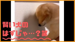 【チャレンジ】賢い犬なら壁に手を付くらしい…！ #Shorts