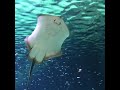 funny face stingray shorts stingray underthesea marinelife