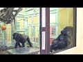 ゲンキとモモタロウの接触があるたびに赤ちゃんを期待。【京都市動物園】