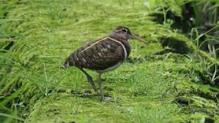 1090428宜蘭新南溼地保育類鳥－公彩鷸 (Rostratula benghalensis)