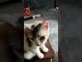 Hugies liatin saudara dan anak anaknya makan #catlover #funnyanimals #cat