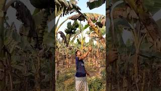 How to harvesting are banana #ep -517 #agriculture #trending #farming #banana #fruits🍌🍌