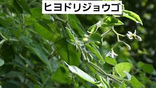 ヒヨドリジョウゴ(鵯上戸)　つる性　花期は8月から9月    2024.9.24関東で撮影　小さな花　#ヒヨドリ 　#花 #山野草