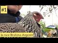 Présentation de La poule Brahma perdrix Maillet Argenté