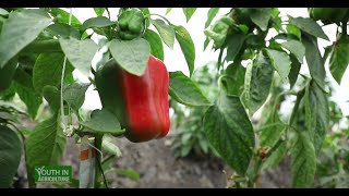 Capsicum (HOHO) farming & impacting Youth with agribusiness skills - Latia