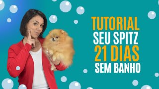 TUTORIAL: SEU SPITZ 21 DIAS SEM BANHO