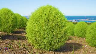 【ひたち海浜公園】緑コキア （2021年撮影）［4K］｜【Hitachi Seaside Park】Green kochia 2021［4K］｜Ibaraki, Japan