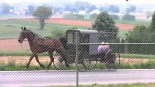 AMISH BUGGY