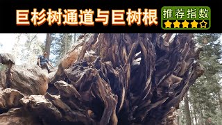 【巨杉树通道与巨树根】｜Tunnel Log｜巨杉树国家公园自驾首选