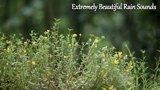 Extremely Beautiful Rain Falling Sounds on Yellow Flowers | Nature Rain Sounds for Sleeping