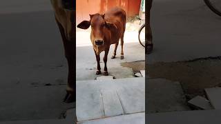 Mammam ওই দেখো একটা গরু কি সুন্দর গরু 😘😘😜😜#viral#shorts#shortvideo#cutebaby#babyvideo