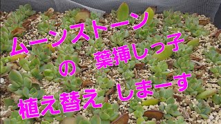 ムーンストーンの葉挿しっ子　植え替えしまーす