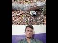 Feisty_raccoon_stuck_under_a_tree/Raccoon rescue_#rescue_#shorts