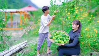 Living Off The Grid | Harvest oranges and share with villagers, Clean Vegetable garden, Housing