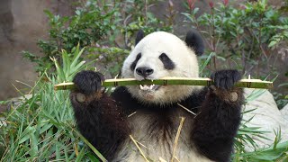 [4K] 竹をちゃんと割って食べるようになったシャオシャオ🐼😀 / Ueno Pandas / 上野動物園パンダファミリー