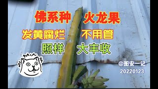 【图安一记】佛系种火龙果，发黄腐烂不用管，照样丰收Low Maintenance Dragon Fruit, don't worry if they turn yellow or rot