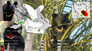 Balochistan black bear | خرس سیاه بلوچی