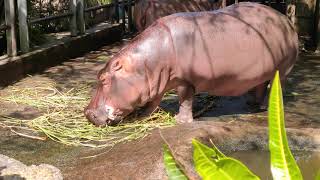 お盆・沖縄こどもの国💛かば・カバ・河馬④🤩口の泡が・・・Hippopotamus Okinawa Zoo \u0026 Museum ChildrenCountry kodomonokuni(20200814)