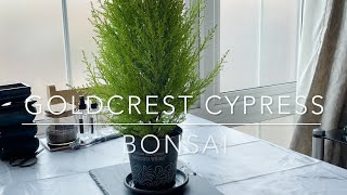 Goldcrest Lemon Cypress - Making into a Bonsai - Vlog 3