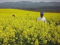 横浜町の菜の花畑　５月１９日