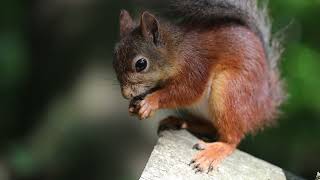 Orava - Squirrel