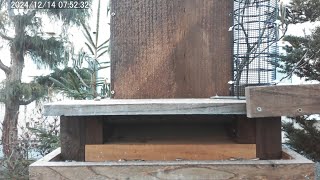 2024/12/23 野鳥の餌台 定時自動給餌 シジュウカラ・スズメ Automatic Bird Feeder