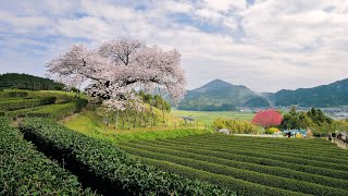 [4K] 茶畑と一本桜の絶景：納戸料の百年桜 Hundred Years of cherry tree in Nandoryo