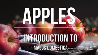 Apples - Malus Domestica  - In a nutshell what you need to know.