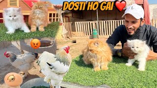 Ye Cats Tu Bht Piyari Hain 🥰 || Barhma Murgi Ka Kuch Krna Parega 😡