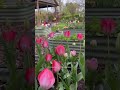 dreaming of springtime in the garden. springdreaming tuliptime gardenmagic cotswoldliving