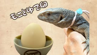 サバンナモニターと茹で卵 savannah monitor