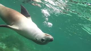 Sealion: Turquise Safaris: Jurien Bay Australia