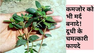 दूधी: लाखों बिमारियों का इलाज है इस पौधे में BENEFITS OF DUDHI || MILK HEDGE || dudhi ke fayde