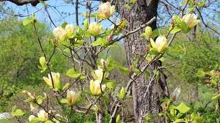 11 Different Types Yellow Magnolia Tree Varieties