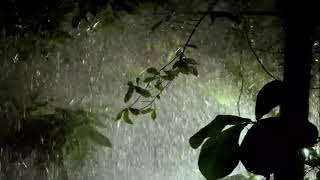 Beat Insomnia Within 5 Minutes with Heavy Rain and Rain Thunder Sounds in Foggy Forest at Night