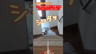 【魔法の言葉猫】遊んでてもチュールと言うとすっ飛んでくる二匹の猫たちがこちらです。　#保護猫 　#cat 　#子猫