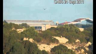 Malta: Shooting at raptors in Tal-Virtu, near the Presidential Palace, 23+ 24 September 2011