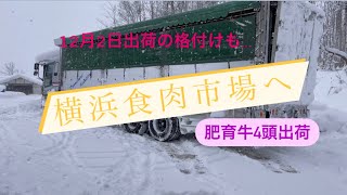 【雪やコンコ】毎日毎日降り注ぐ雪。先日出荷の和牛の結果は⁉︎そして本日も出荷。牛大好き株式会社ファームスズキ【なおちゃんねる】