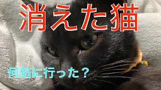 ‼️消えた　福‼️　何処にいったの💦？？？　今日ものんびり猫時間😊