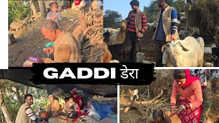 भेडपालक कैसे दही को छोलते हैं  बिना मधानी के  🤷 || Pahadi lifestyle vlog  || Gaddi Lifestyle ||