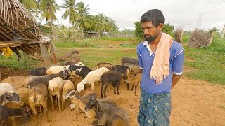 Sheep rearing is best for secondary source of income