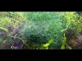 3 Reasons your CHAETO is DYING  How To Grow Chaetomorpha in a Sump Refugium