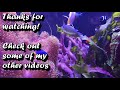 3 Reasons your CHAETO is DYING  How To Grow Chaetomorpha in a Sump Refugium