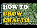 3 Reasons your CHAETO is DYING | How To Grow Chaetomorpha in a Sump Refugium